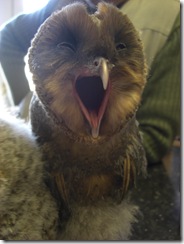 clyde valley baby sooty barn owl3