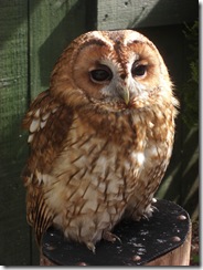 clyde valley tawny owl