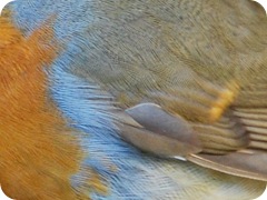 robin feathers Medium Web view