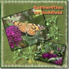 butterflies on buddleia Medium Web view