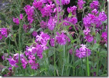 013 red campion