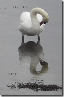 tarbert swan reflection