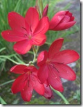 craigieburn red flower