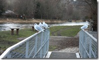 gulls on bridge
