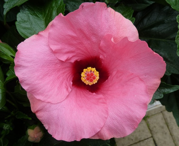 [pink hibiscus[5].jpg]