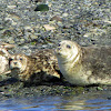 Harbor Seal