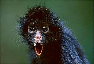 [black-spider-monkey[8].jpg]