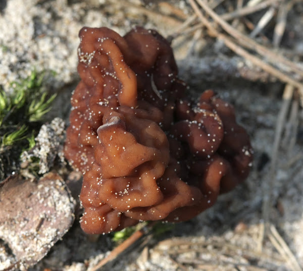 Brain mushroom Project Noah