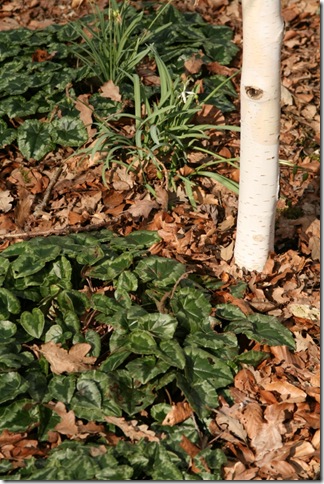 Cyclamen leaves and Betula utilis var. jacquemontii
