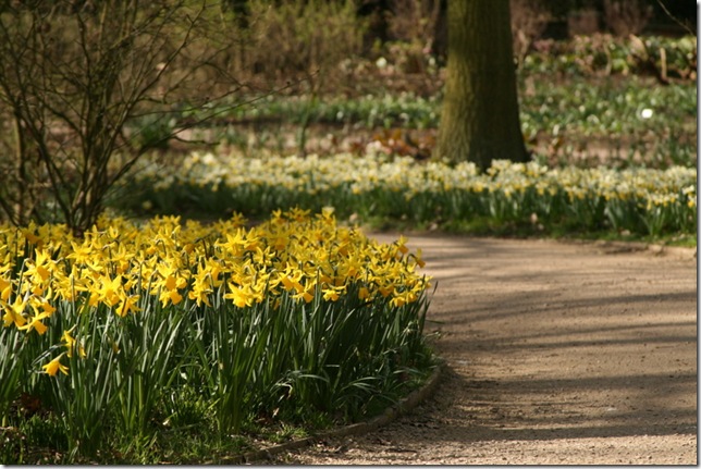 Daffodils hoggin path