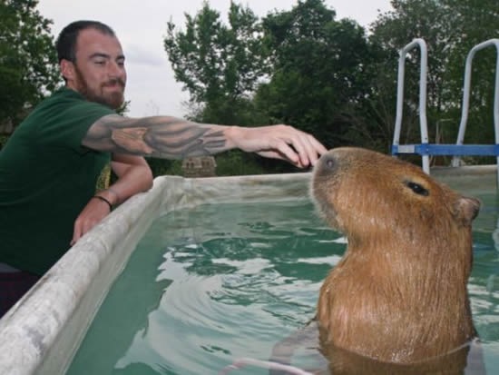 [Capybara-pet4[2].jpg]