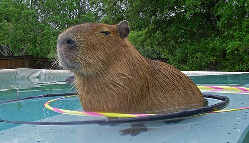 Capybara-pet7