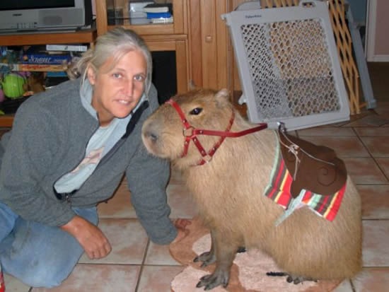 [Capybara-pet[2].jpg]
