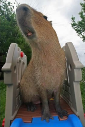 [Capybara-pet6[2].jpg]