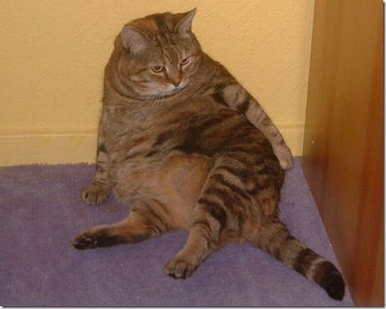 Imágenes de gatos gordos - Cosas divertidas