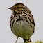 Savannah Sparrow