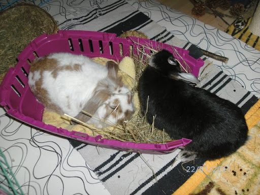 Kaninchen partnersuche