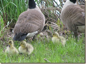 Geese babies 2