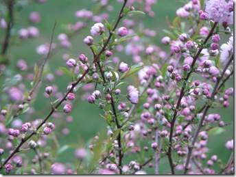 WK 3 Flowering ALmond