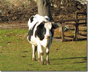 Wrentham cow