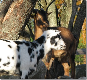 Wrentham goats