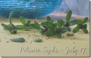 July 9 Petunia Seeds