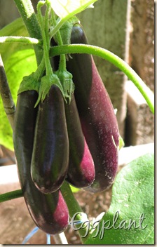 08 13 Eggplant