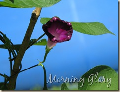 08 13 Morning Glory