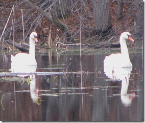 11 07 Swans 2