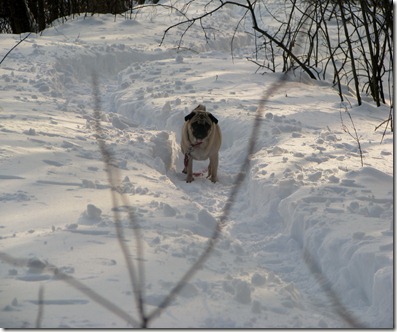 Elsa on the snow path