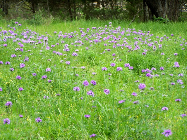 [Ellismeadow...verbena45103.jpg]