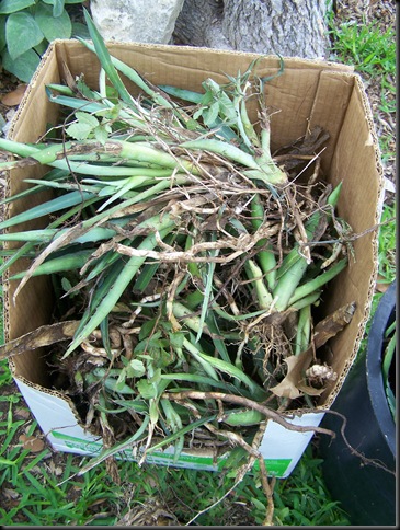 agave box