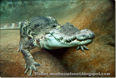 Monde animal-alligator