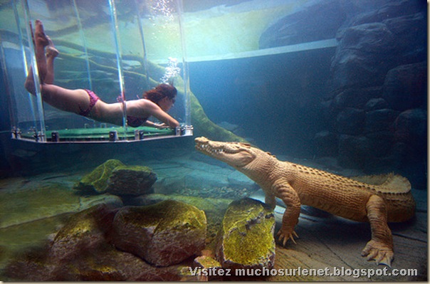 Nager avec les crocodiles_Parc Crocosaurus Crique-4