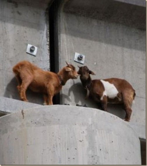 Chèvres sur un pont-2