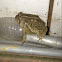 Woodhouse's Toad