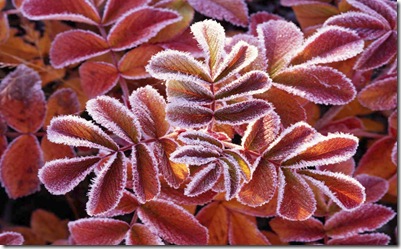 Dog rose leaves covered with frost in Sweden.