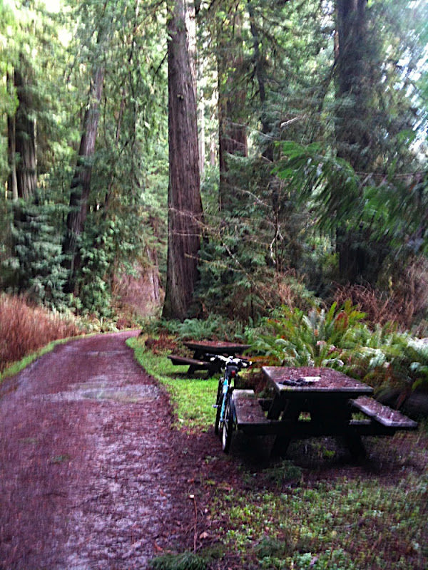 Big Tree Creek Trail