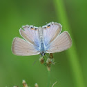 Gram Blue (Male)