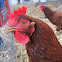 Rhode Island Red Chickens