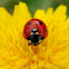 Mariquita de siete puntos (Seven-spot Ladybird)