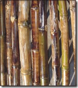 polish bamboo2
