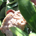 Chinese mantis egg case