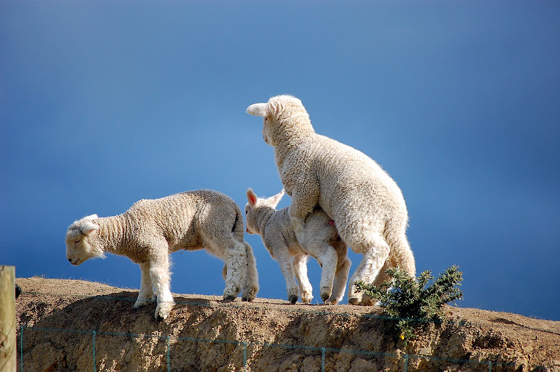 桌布 可愛小羊大集合 撿角小孩的記事本 隨意窩xuite日誌