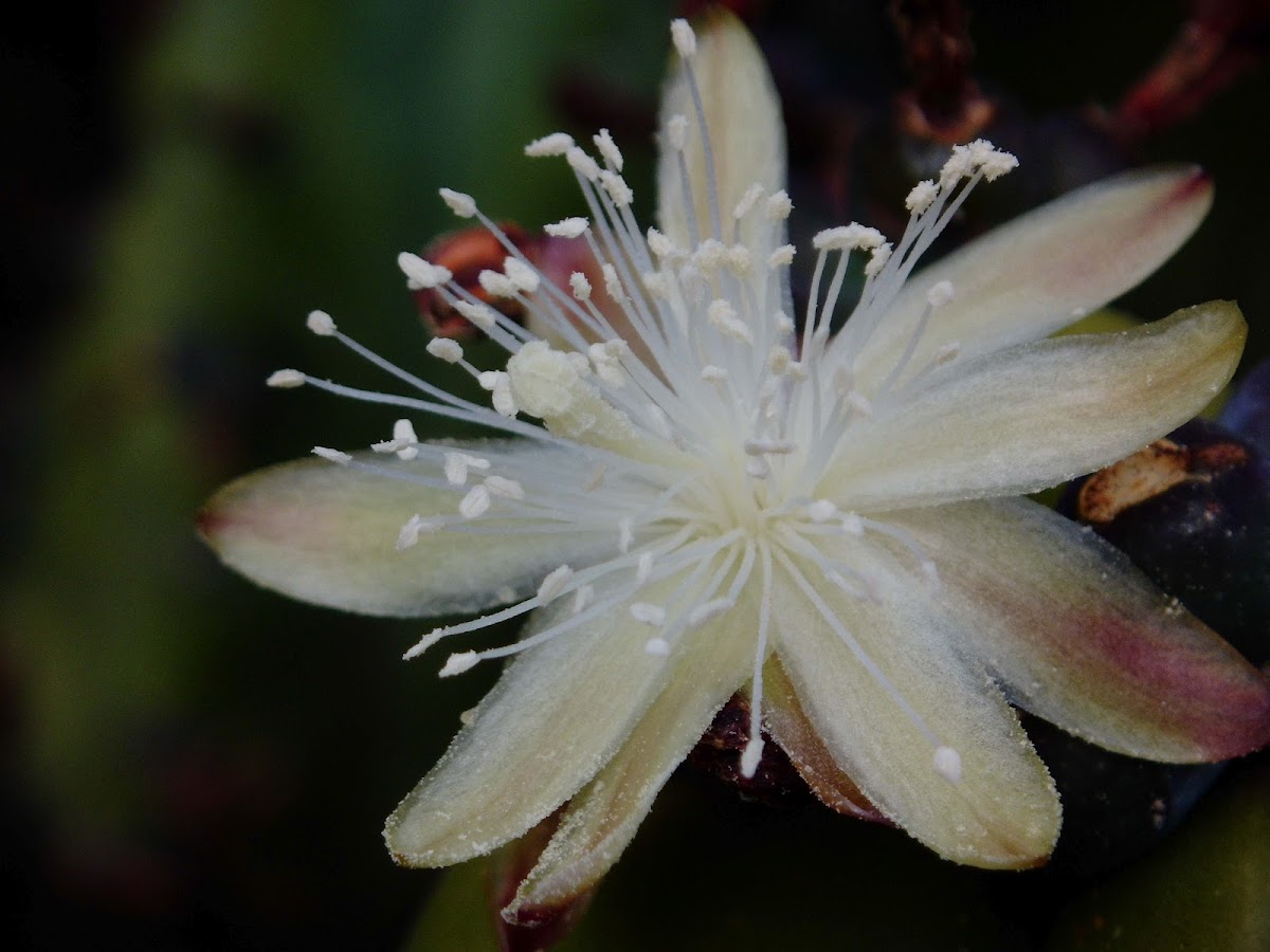 Garambullo flower