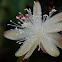 Garambullo flower