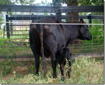 bull calf