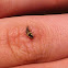 Green Lacewing Larvae