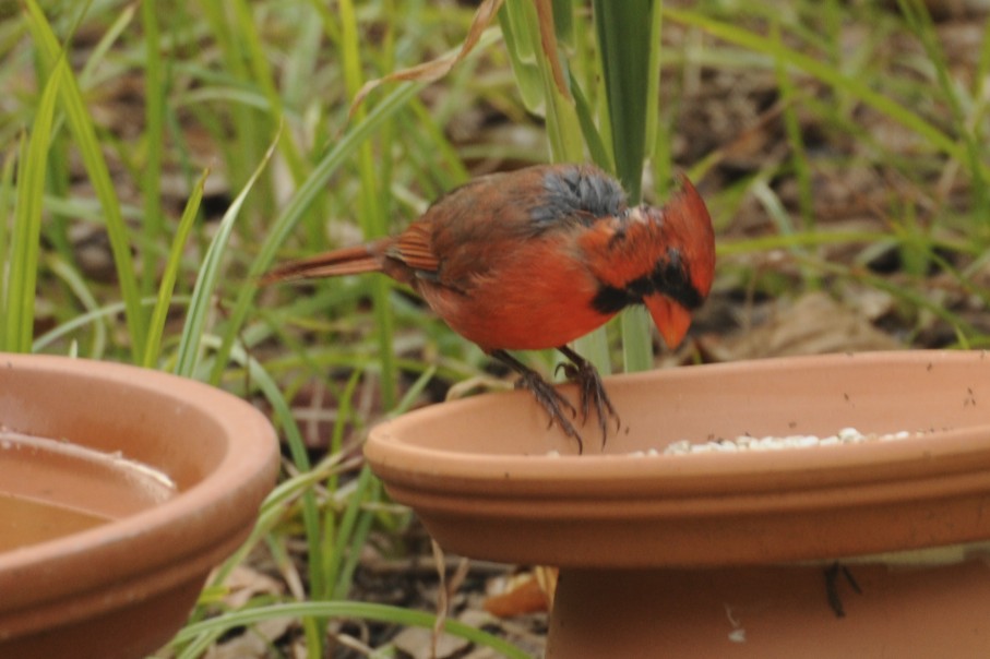 Northern Cardinal (healing male)