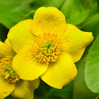 Marsh Marigold